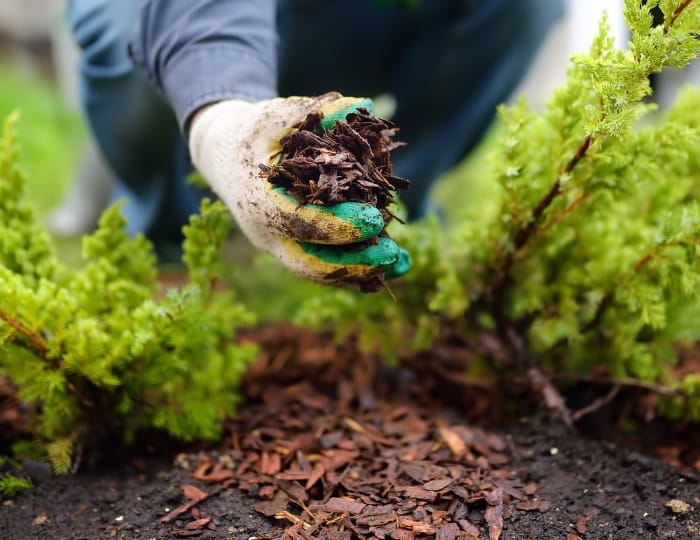Incorporating Mulch into Your Landscaping: Aesthetic and Practical Tips 3 Incorporating Mulch into Your Landscaping Aesthetic and Practical Tips
