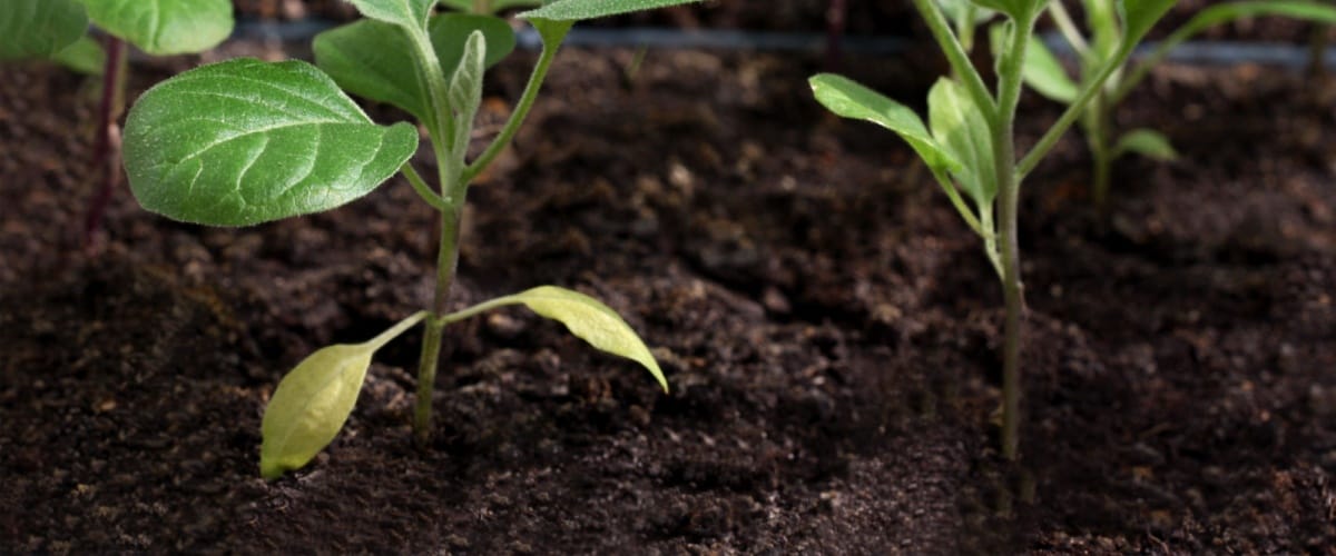 Soil Supplier Wheaton, IL 1 Soil Delivery Wheaton, IL