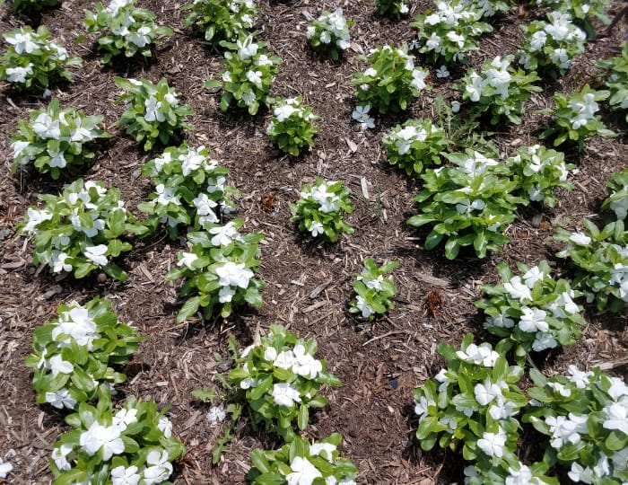 Top Mulch Mistakes to Avoid This Summer 9 Top Mulch Mistakes to Avoid This Summer