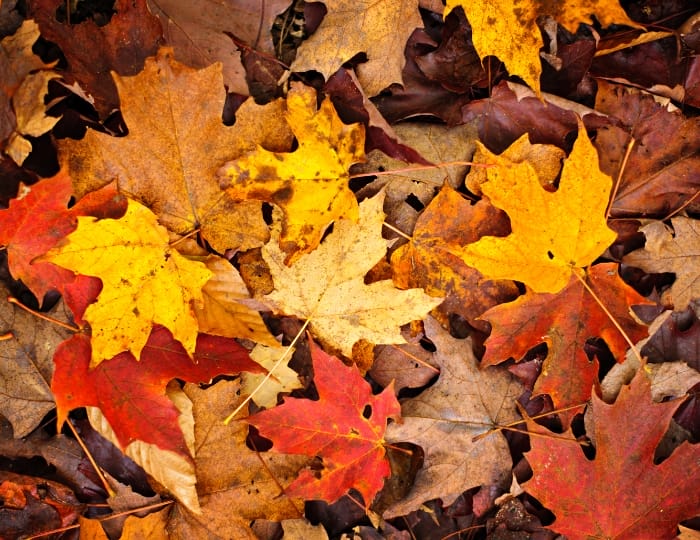 Why Fall is the Ideal Time to Mulch Your Garden 6 Why Fall is the Ideal Time to Mulch Your Garden